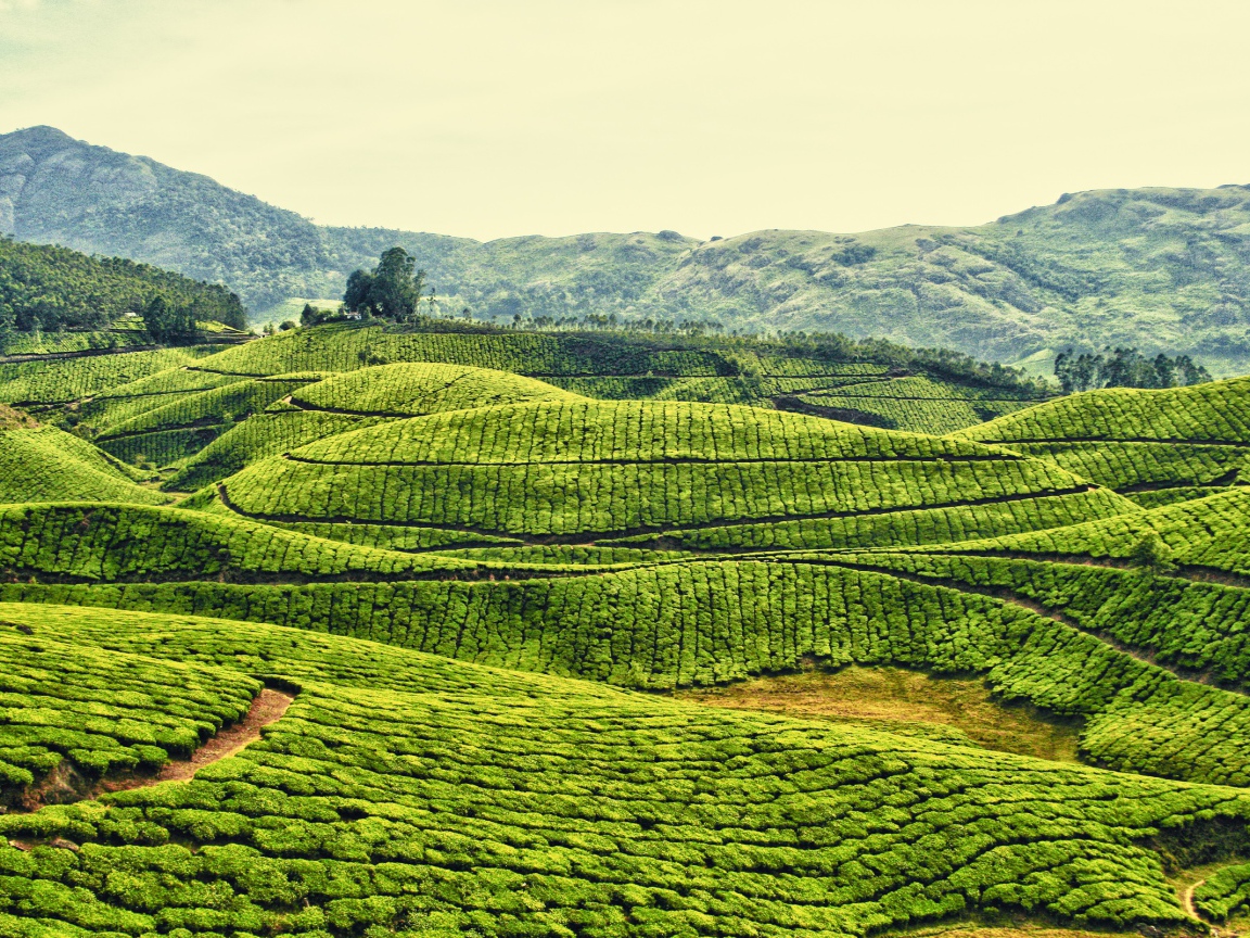 Плантации в Индии