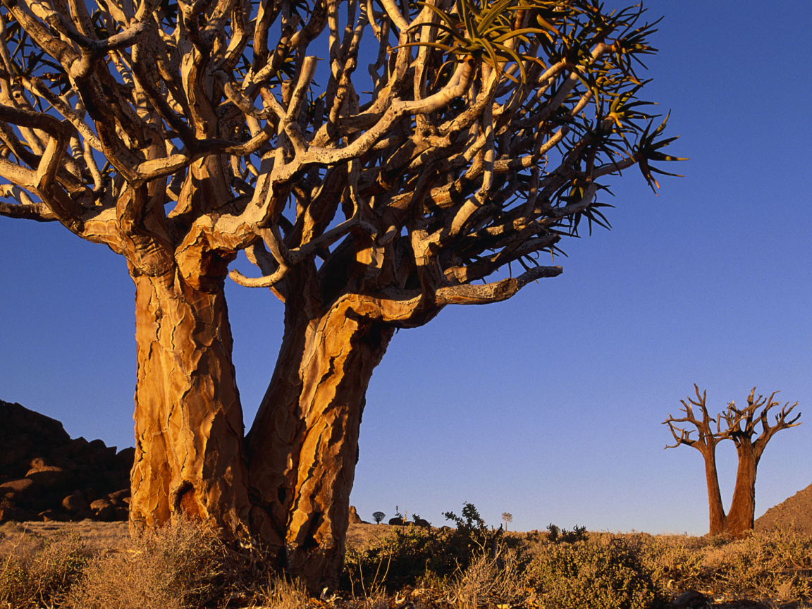 Сухое ветвистое дерево