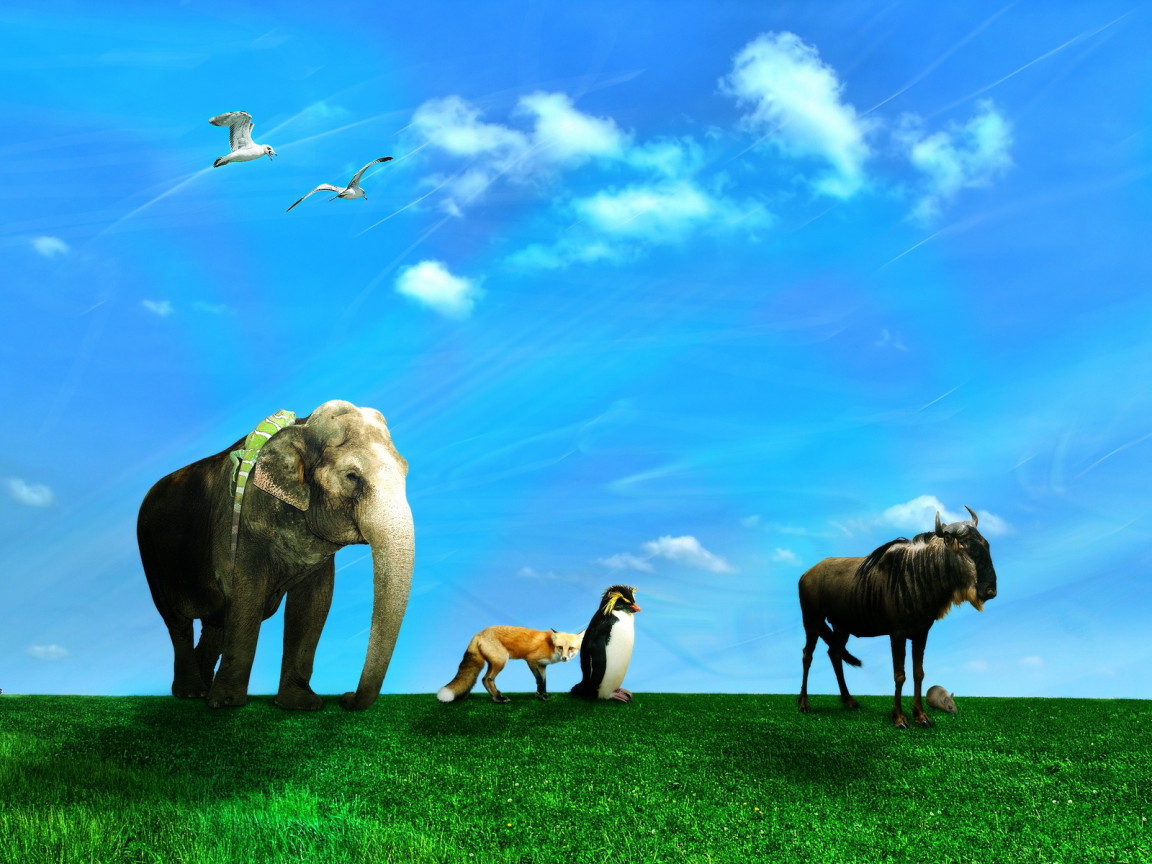 Дикие животные