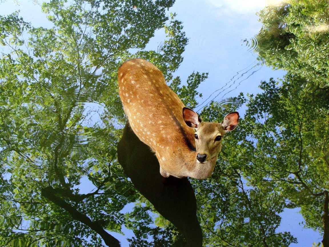 Олень в воде