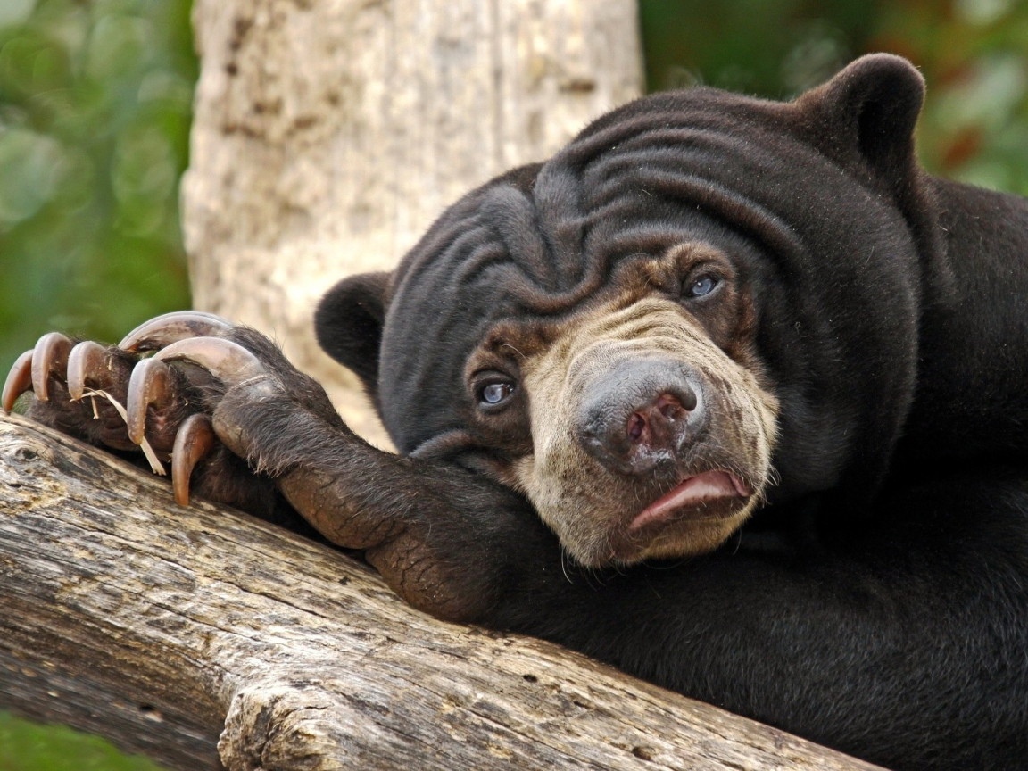 Угрюмый медведь