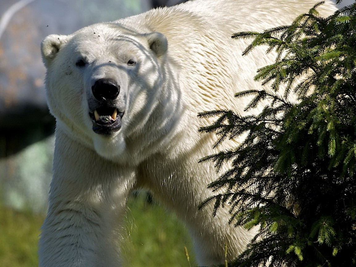 Белый медведь за елкой