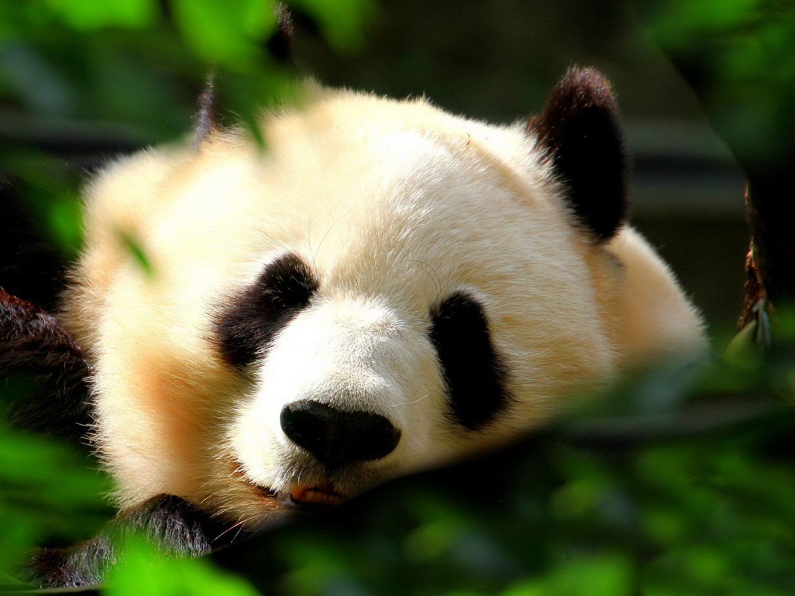 Спящая панда