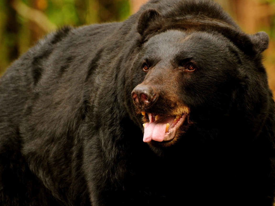 медведь Грызли
