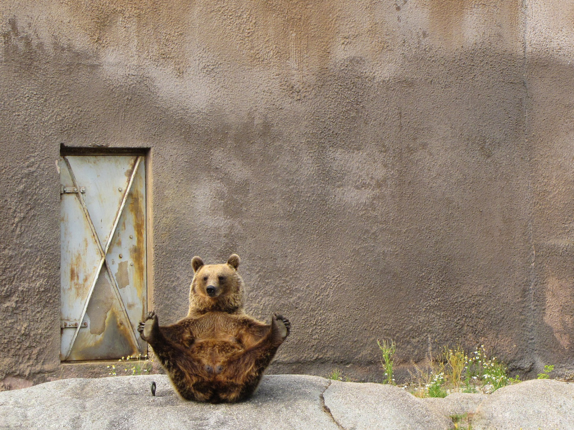 Бурый медведь