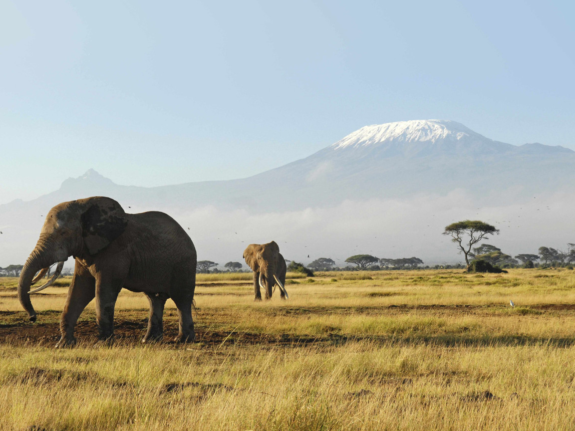 Слоны гуляют