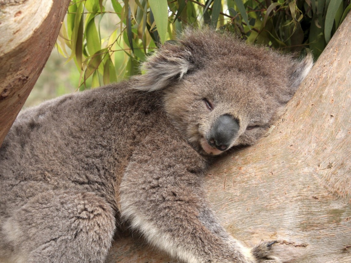 Коала