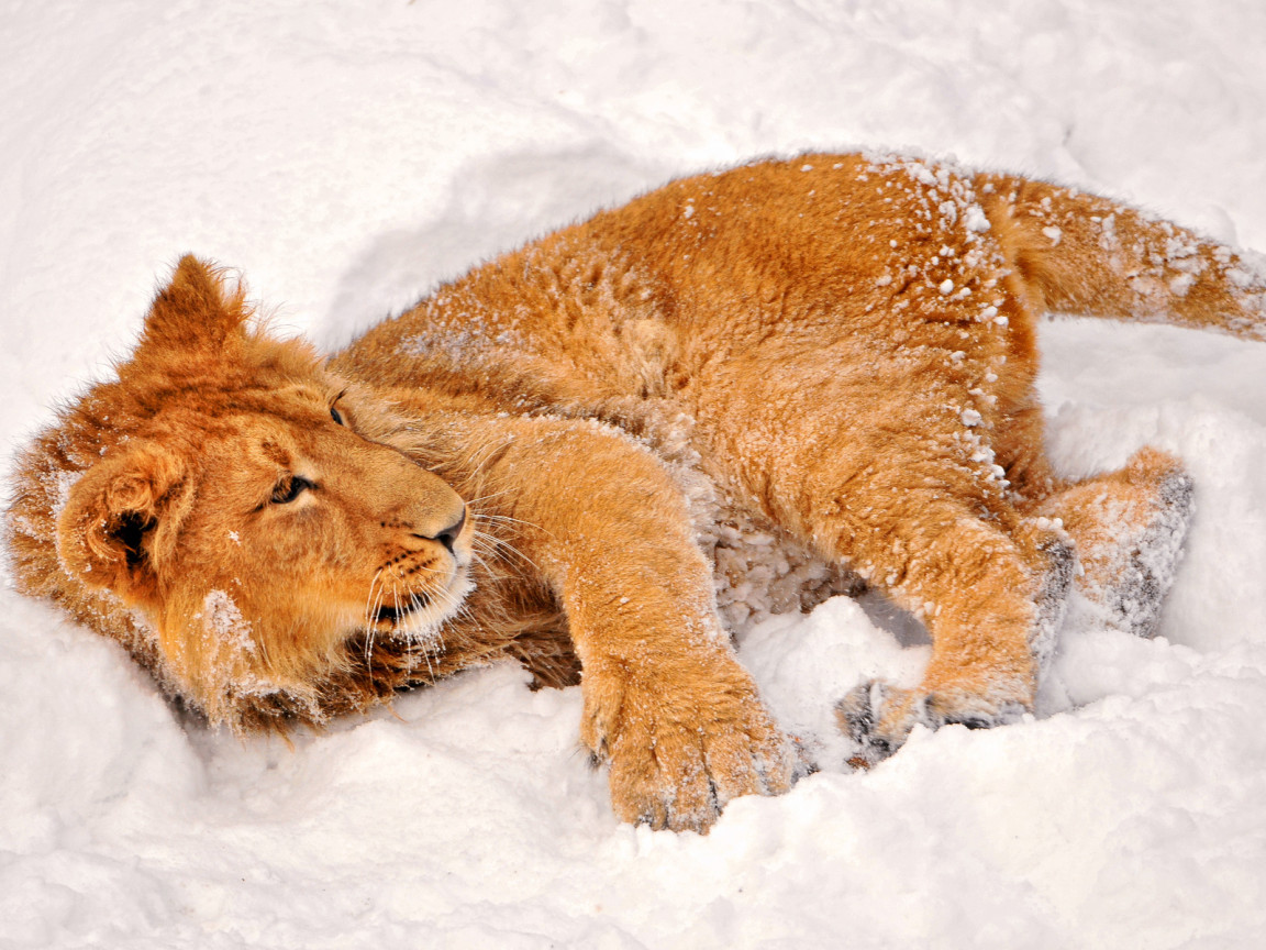 Львенок в снегу