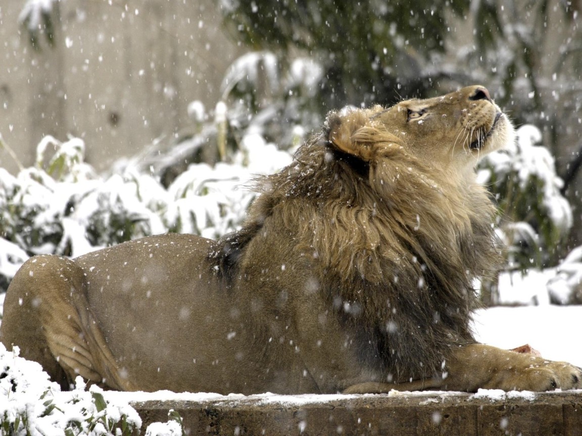 Lion under snow