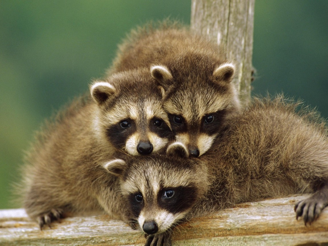 Маленькие еноты