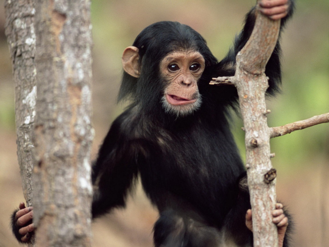 Обезьянка на дереве