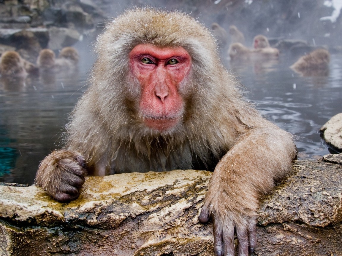 Обезьяны в гейзере