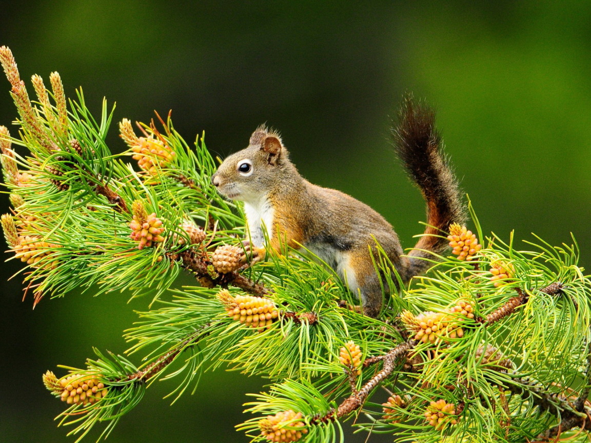 Белка и шишки