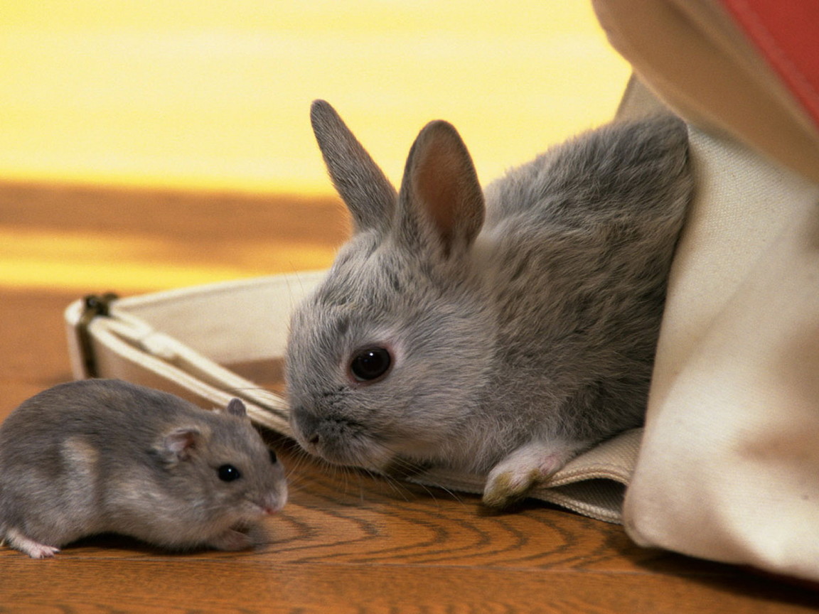 Кролик и хомяк