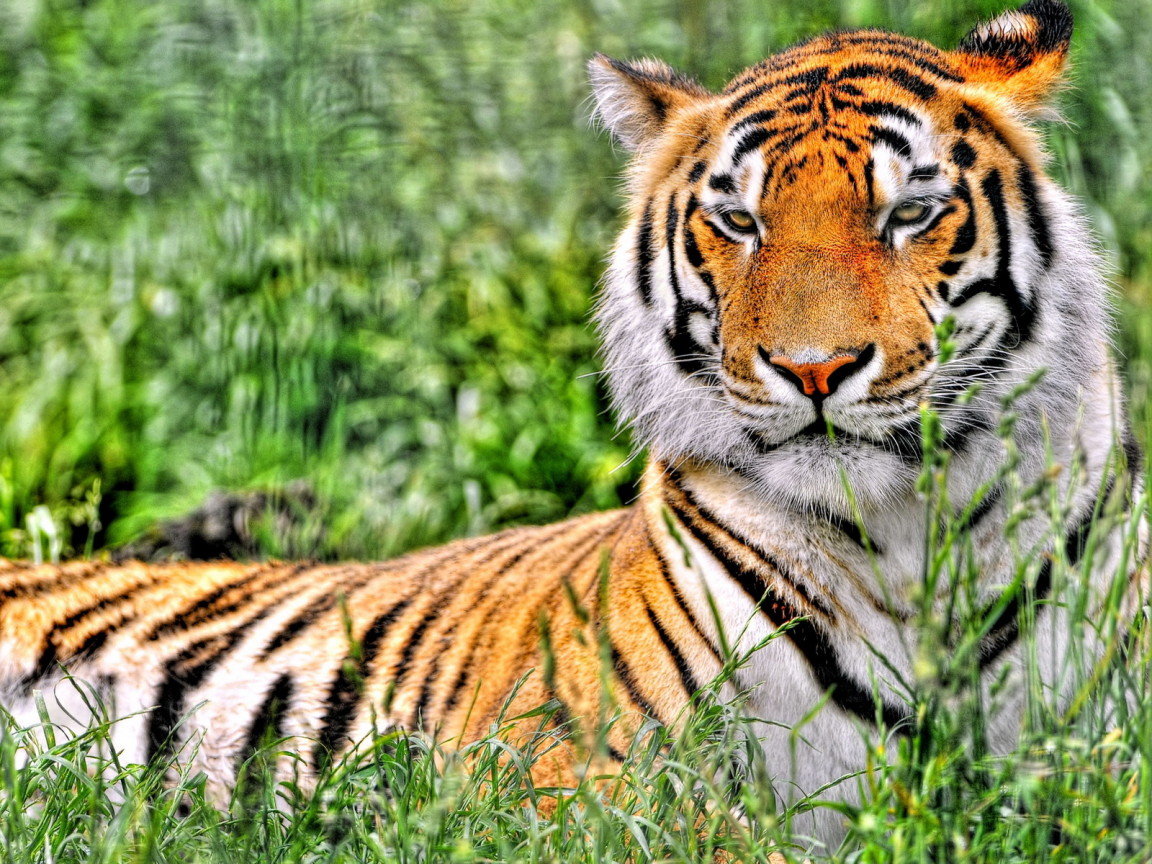 Отдыхающий тигр