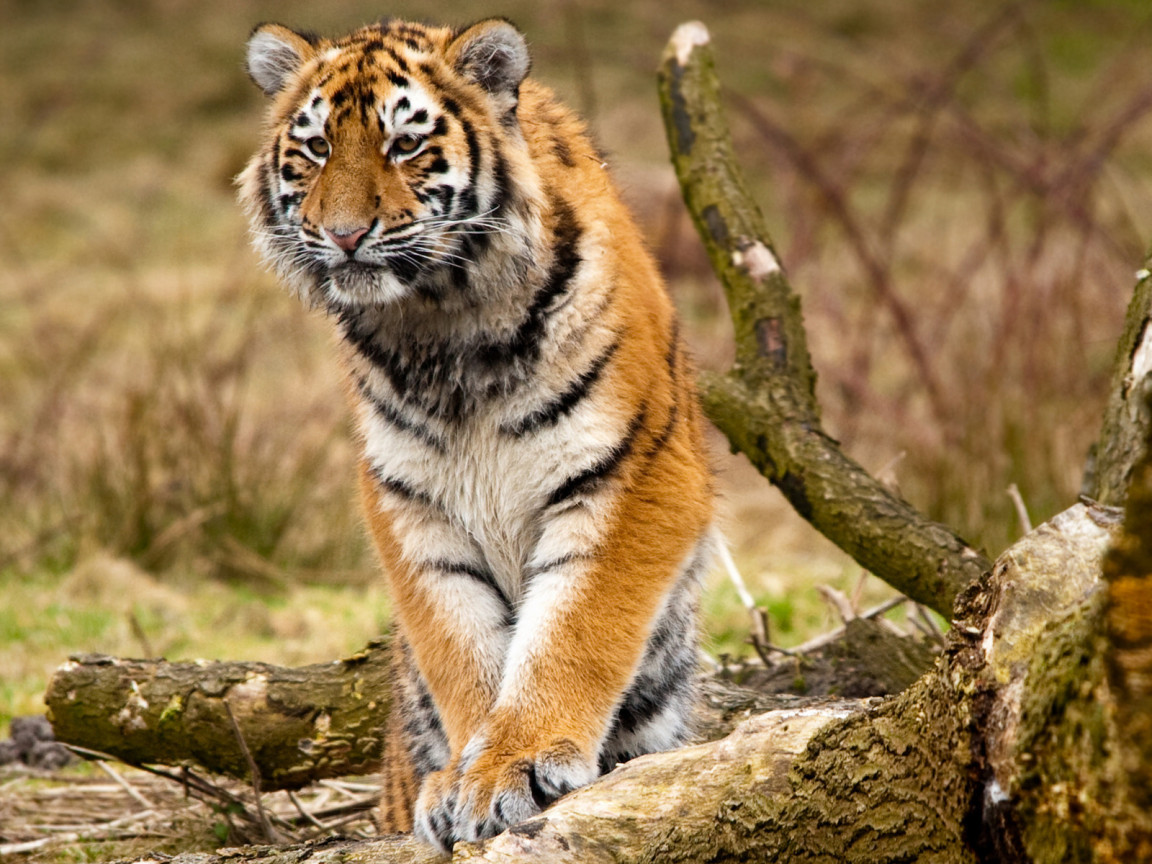 Сибирский тигр