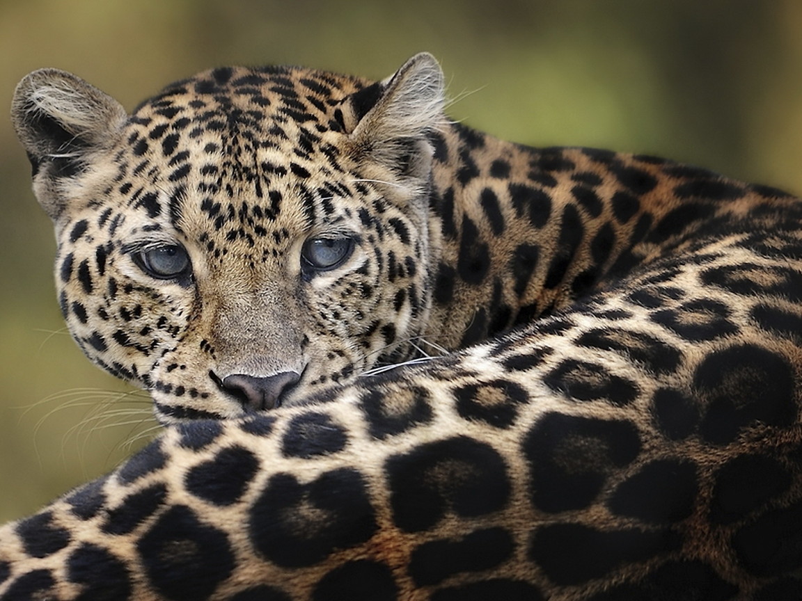 Дымчатый леопард