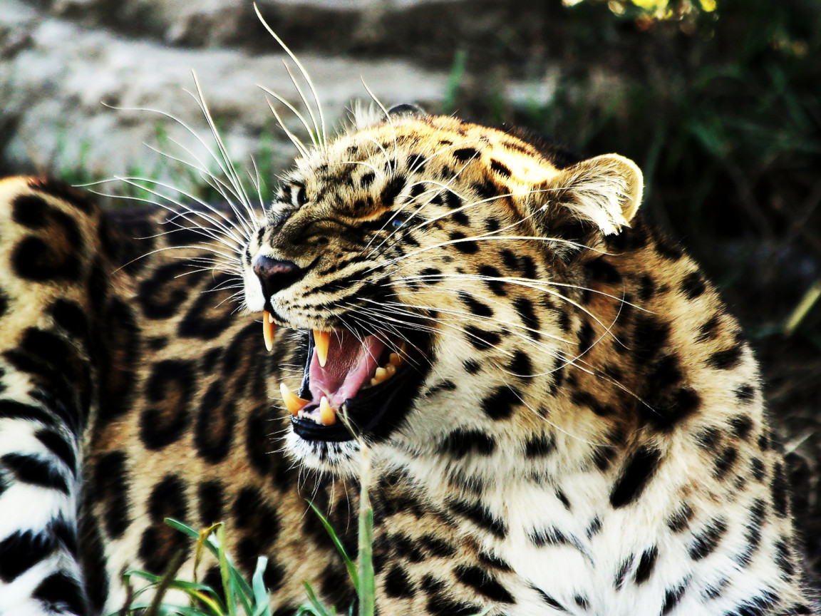 Рычащий леопард