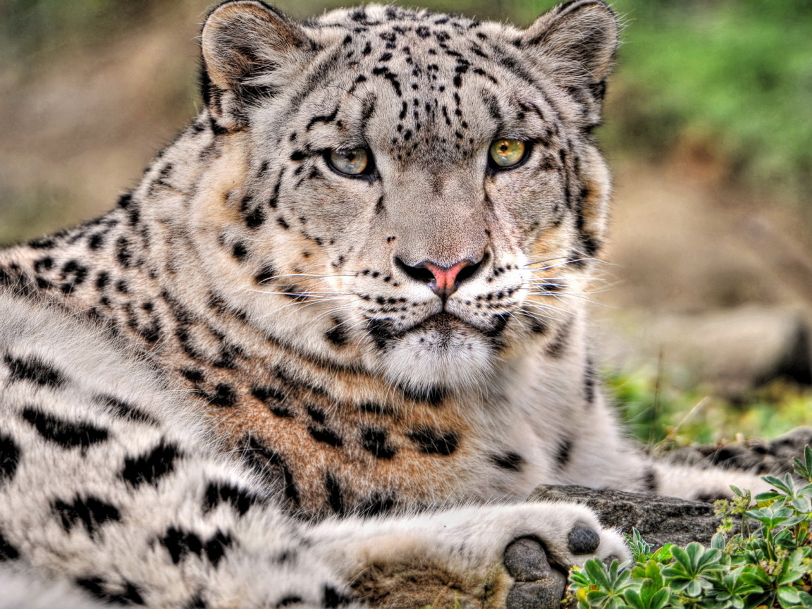 Снежный барс