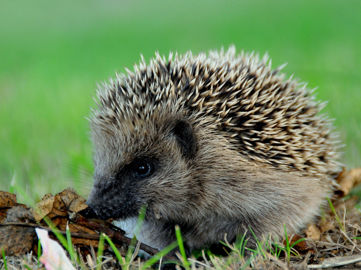 Колючий еж