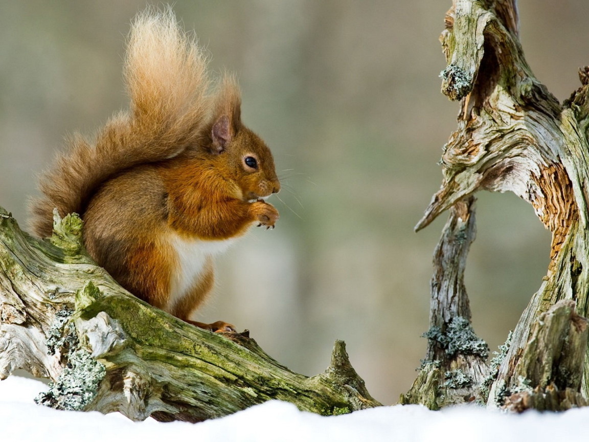 Белка на ветке