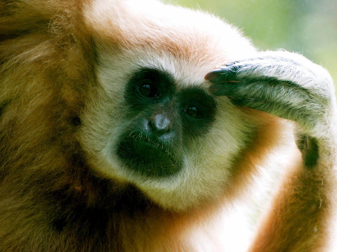 Думающий примат