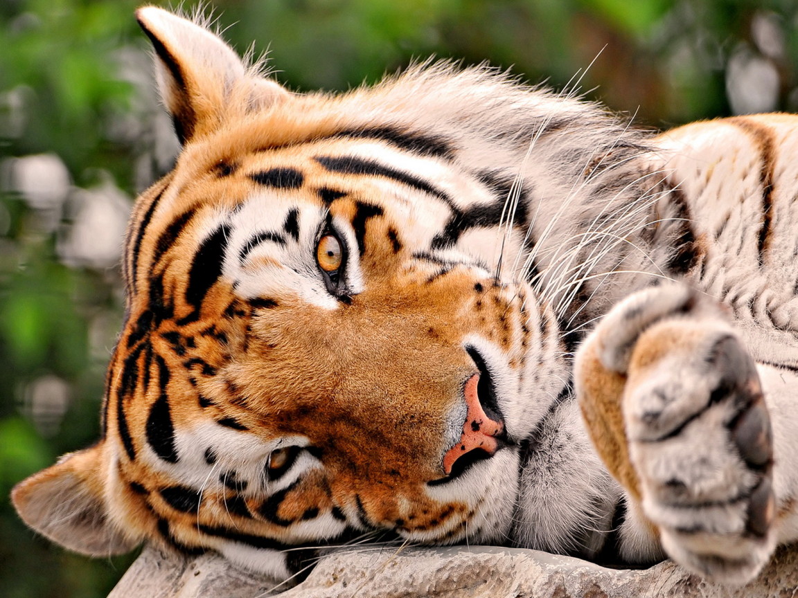 Тигриная мордашка