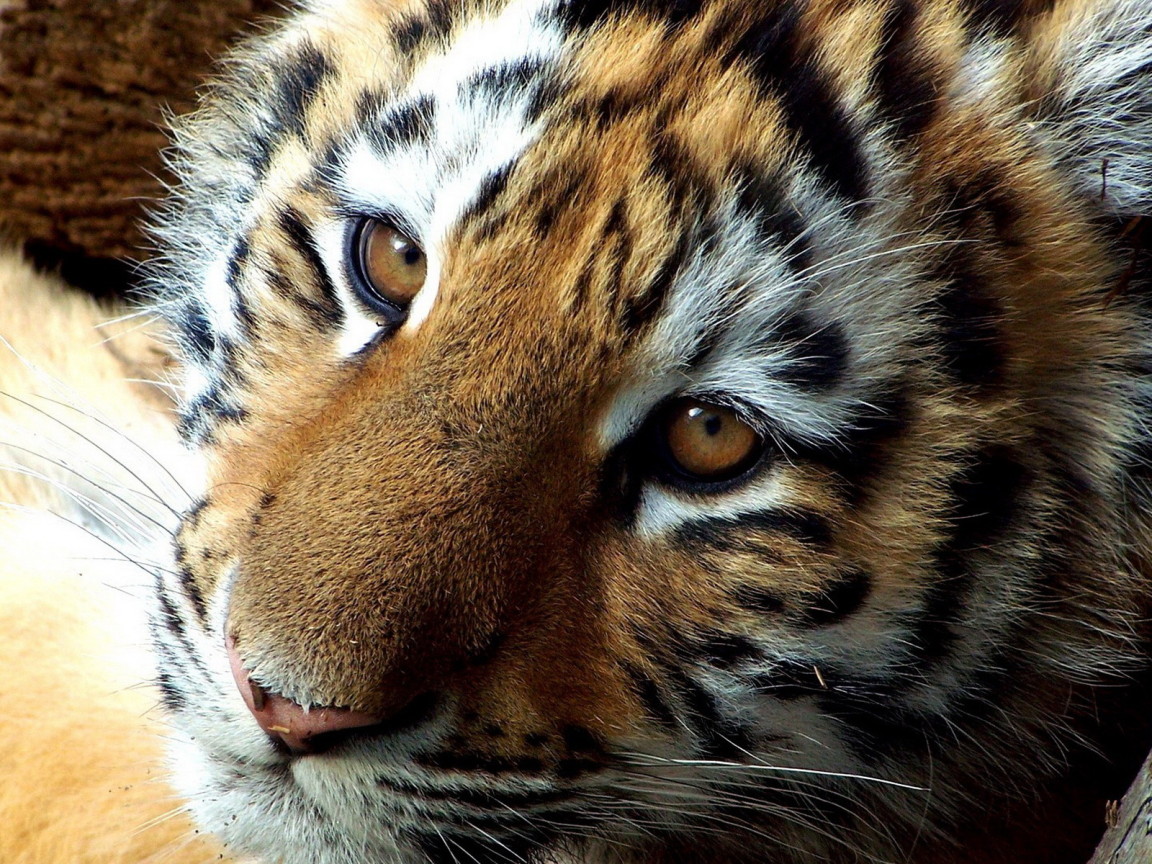 мордашка Тигренка