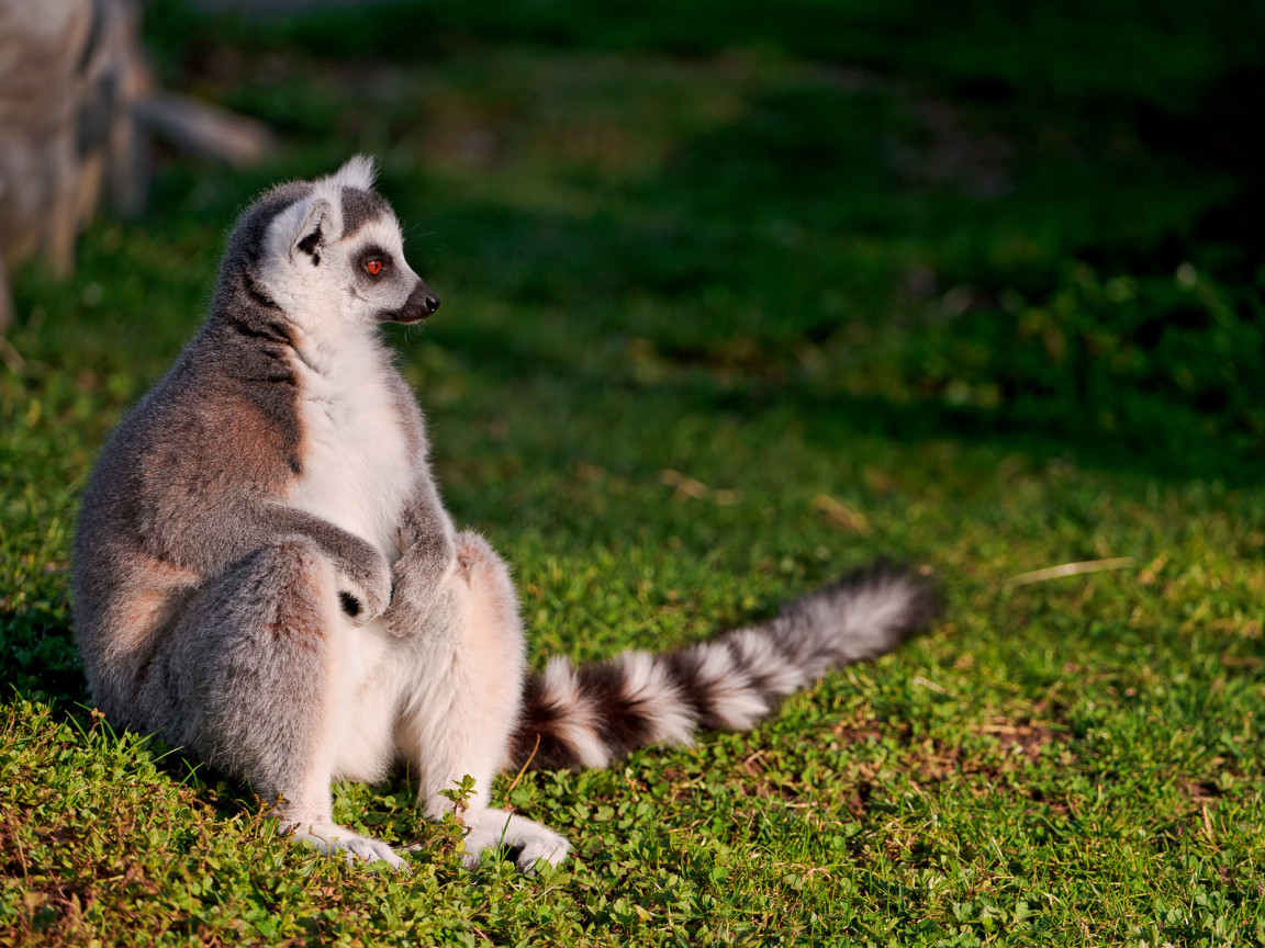 Сидящий лемур