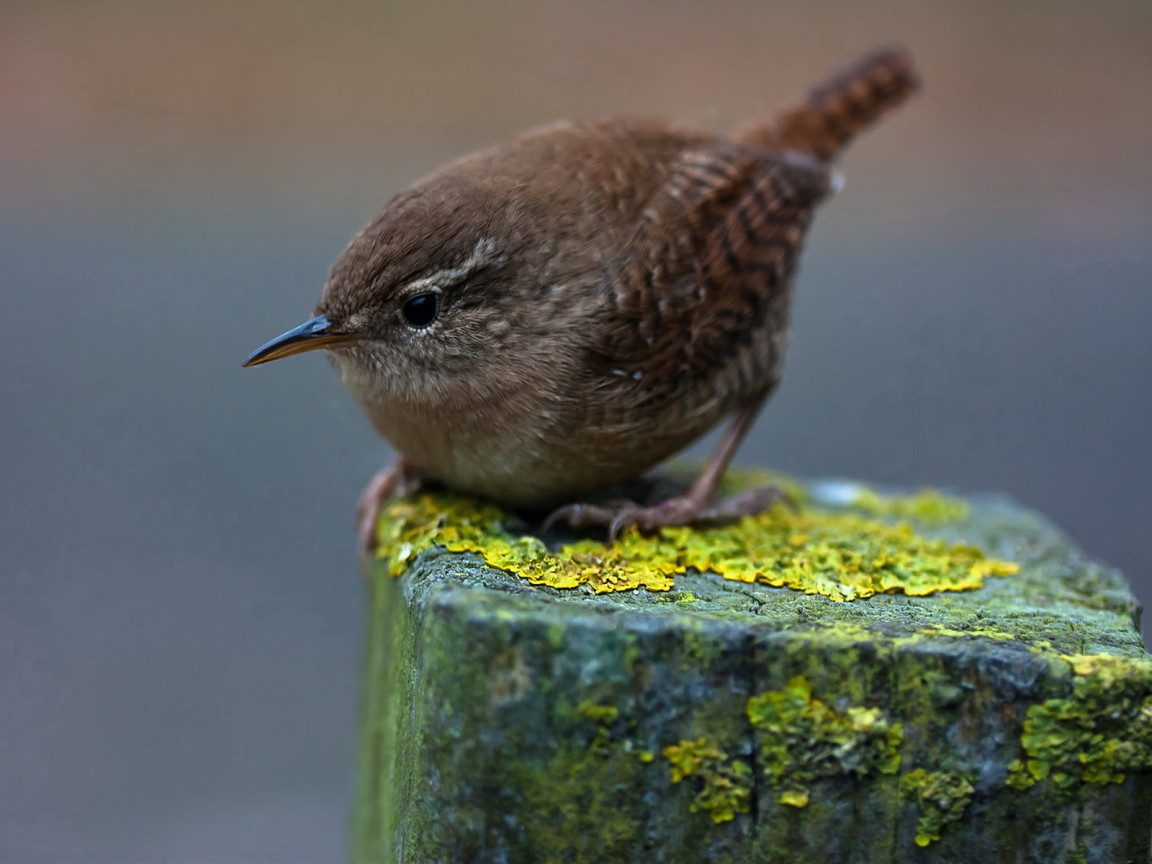 Птичка на пне