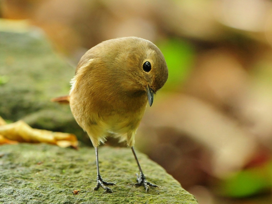 Загадочная птичка
