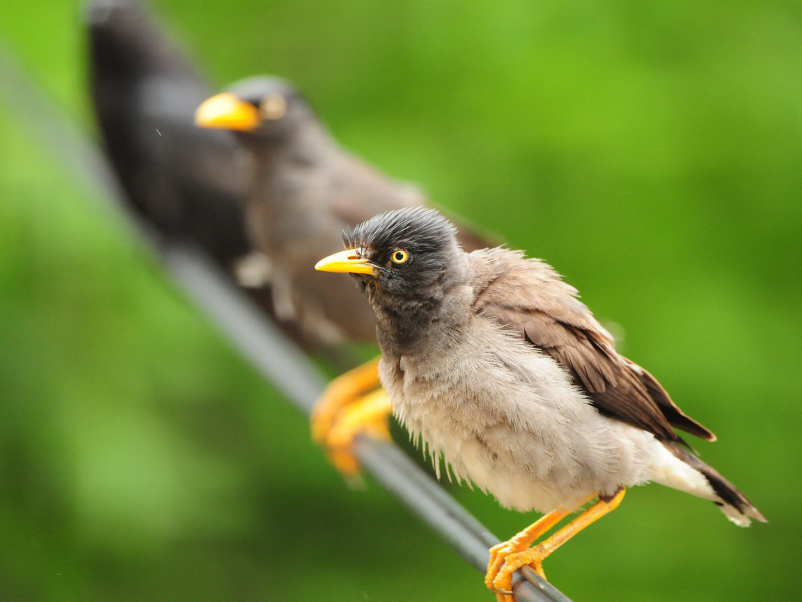 Птицы на проводе