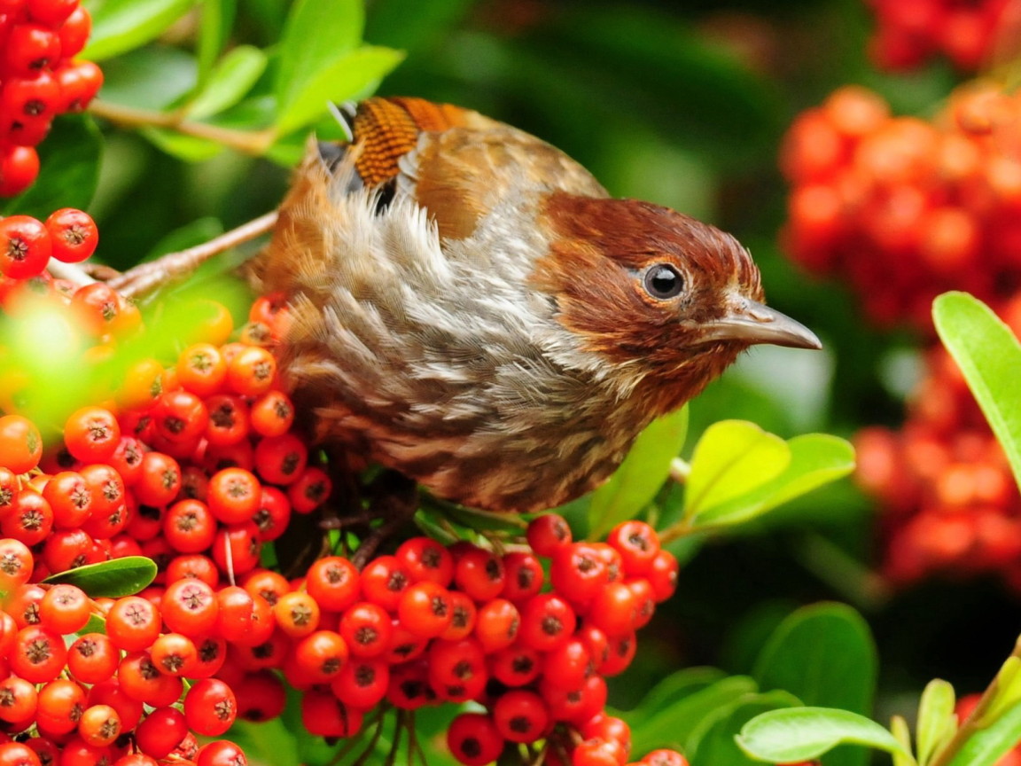 Птичка на рябине