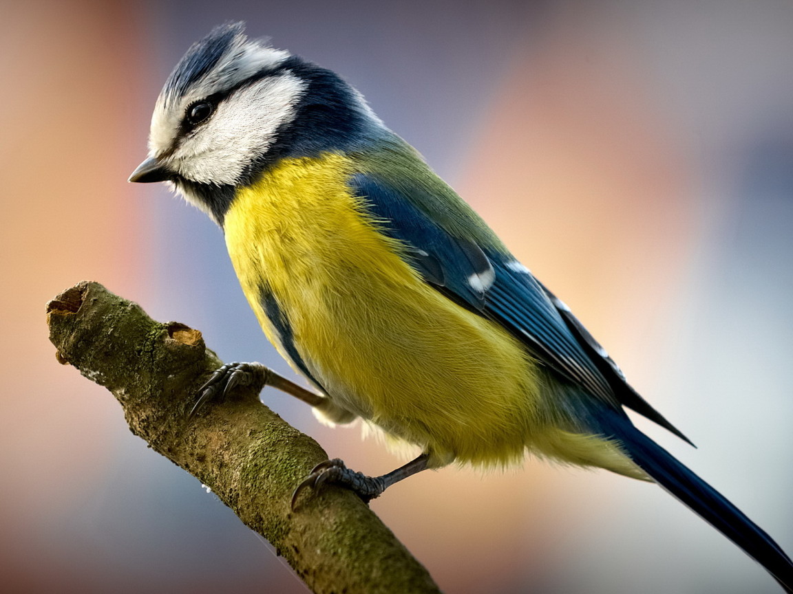 Птичка на ветке