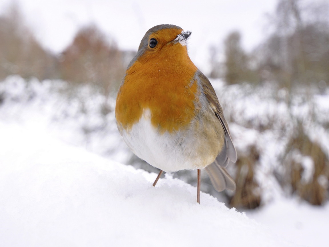 Птичка на снегу