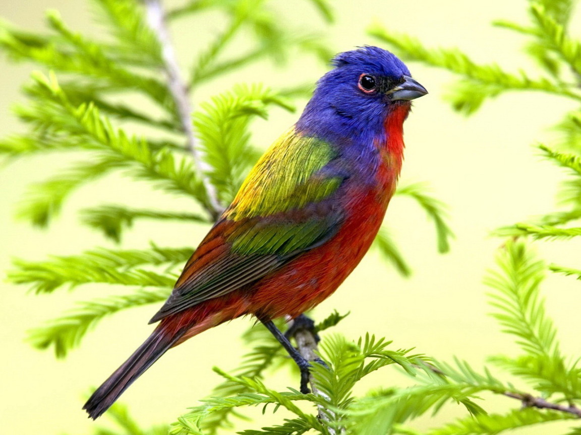 Яркая птица