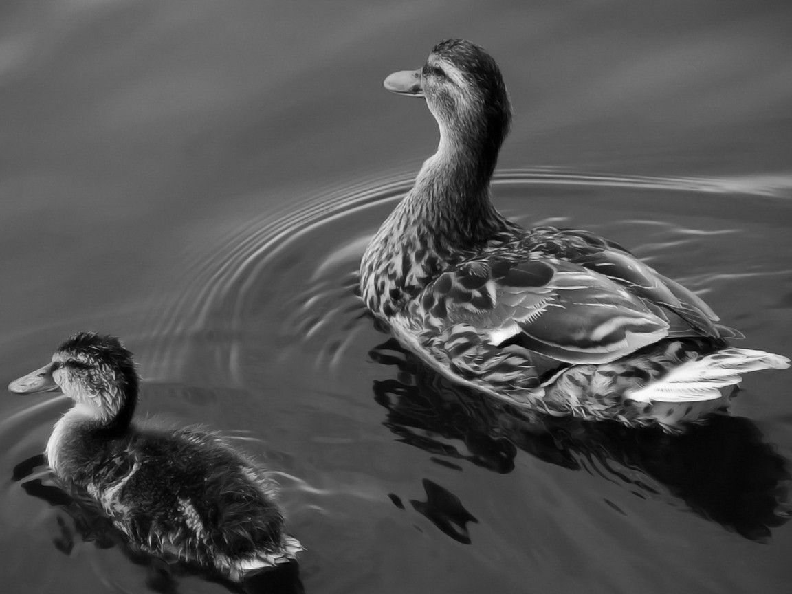 Утка и утенок