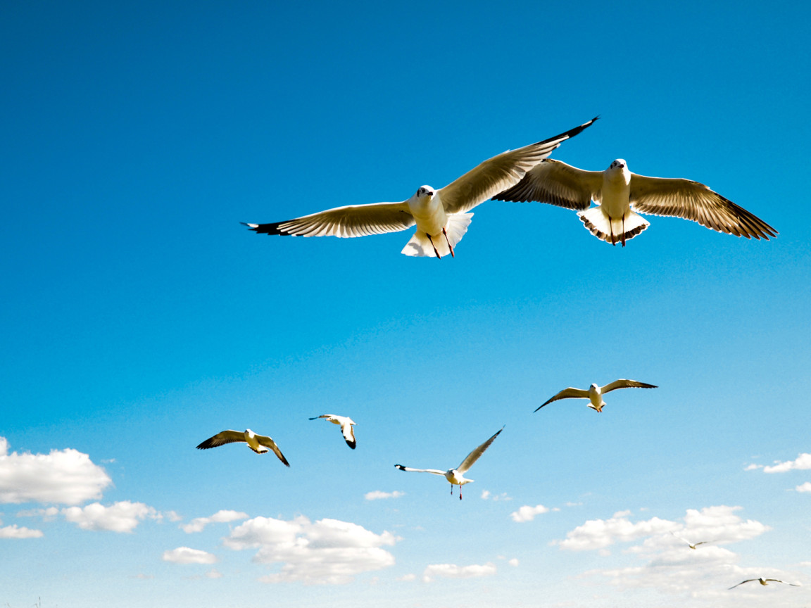 Gulls in the sky