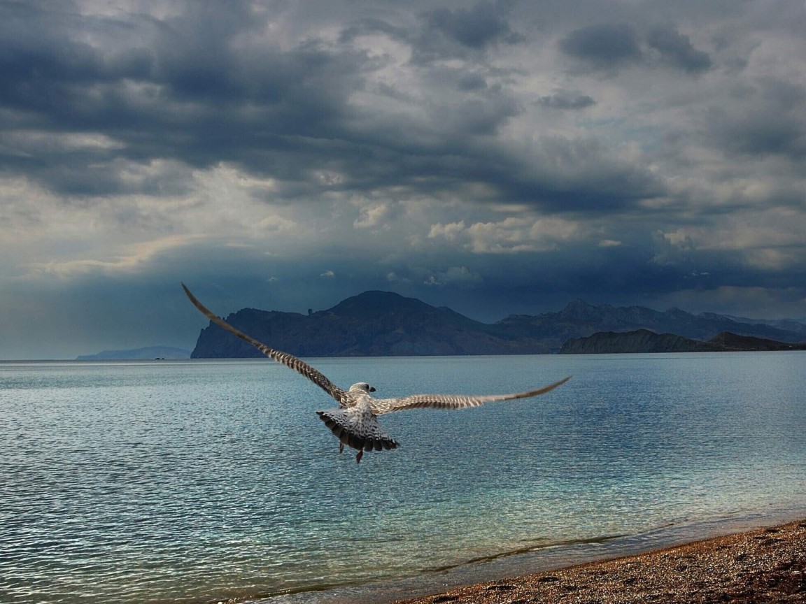 Расправив крылья