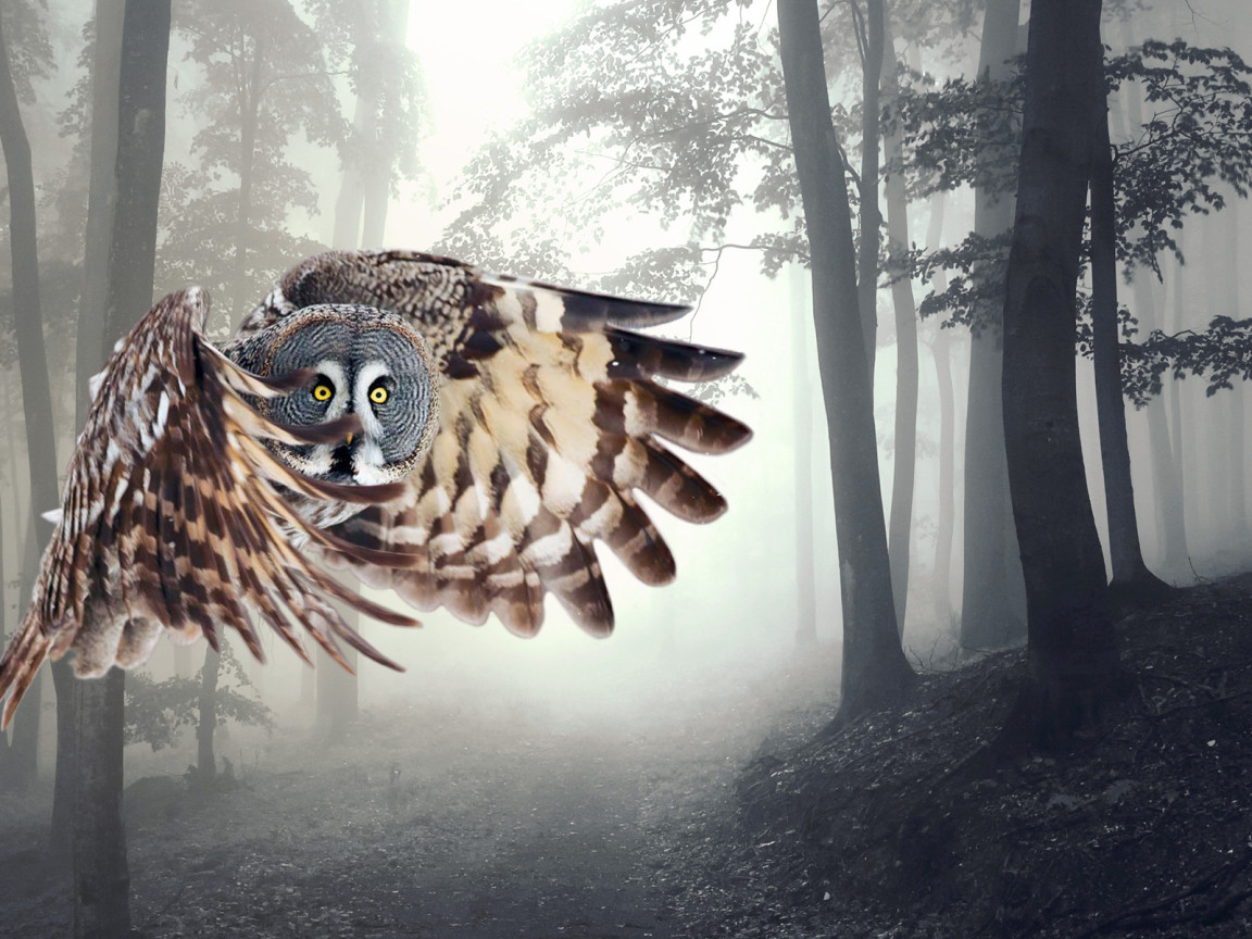 Сова в полете