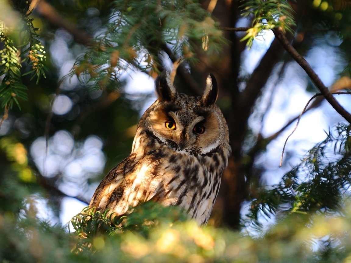 Сова на ветке