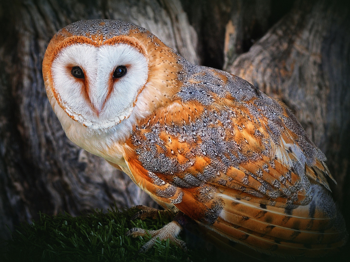 Полярная сова