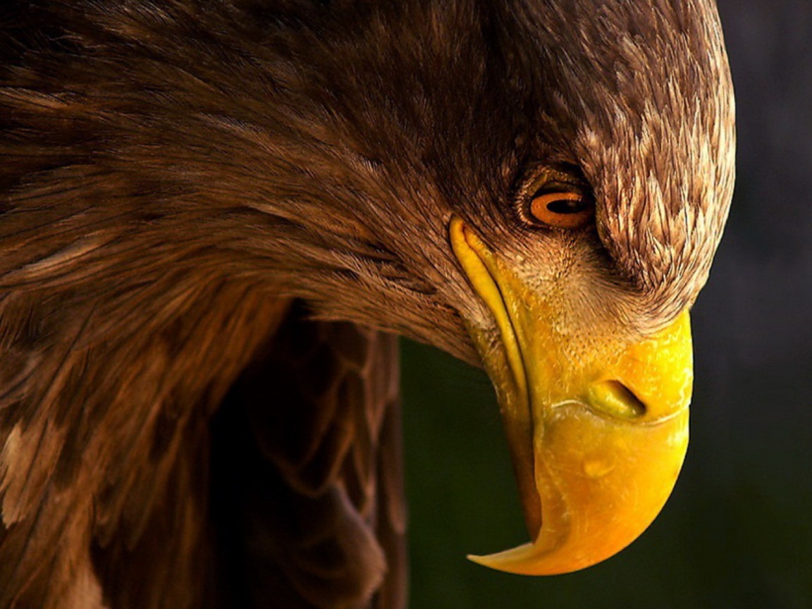 Грозный орел