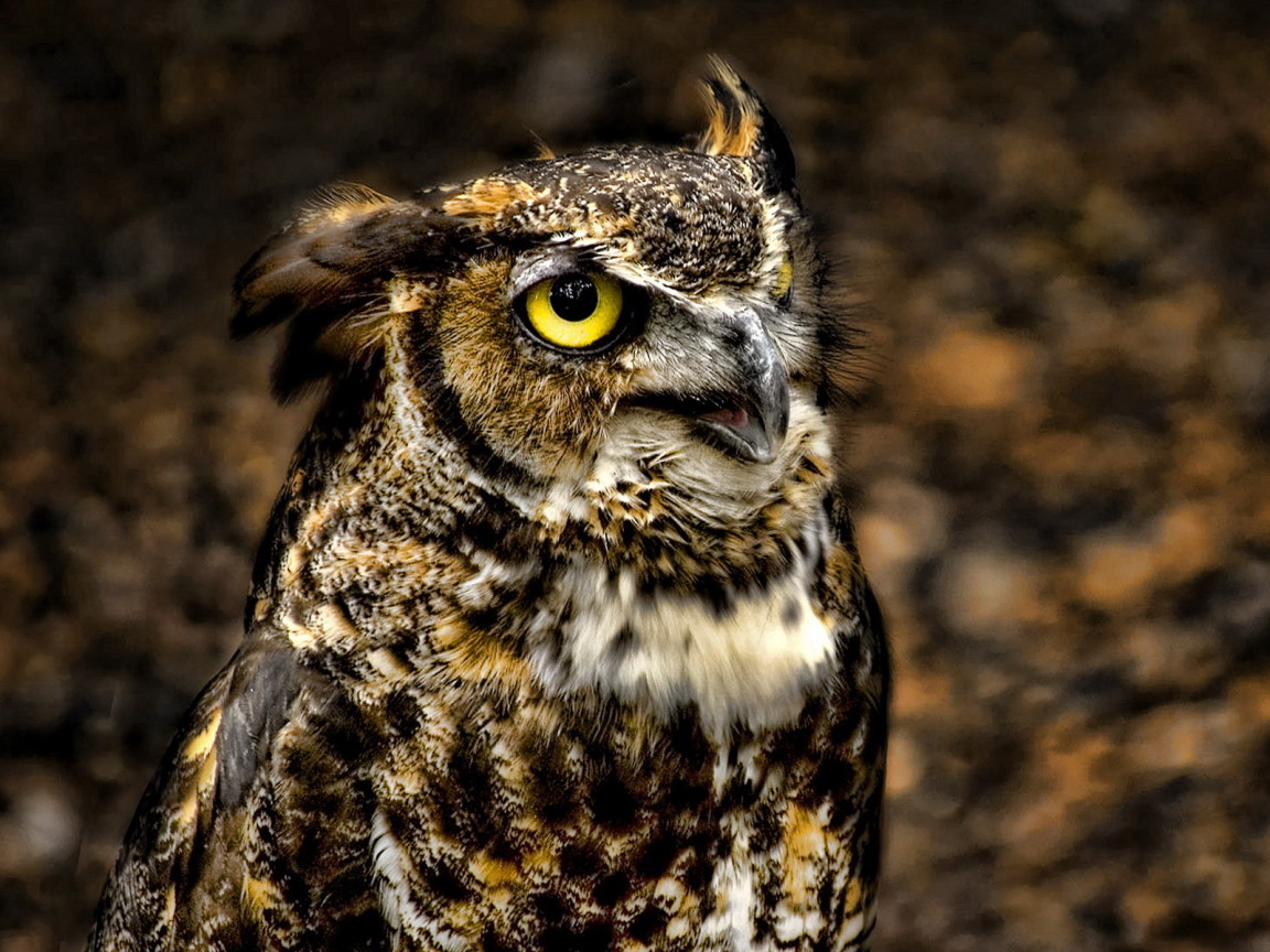 глазастый филин