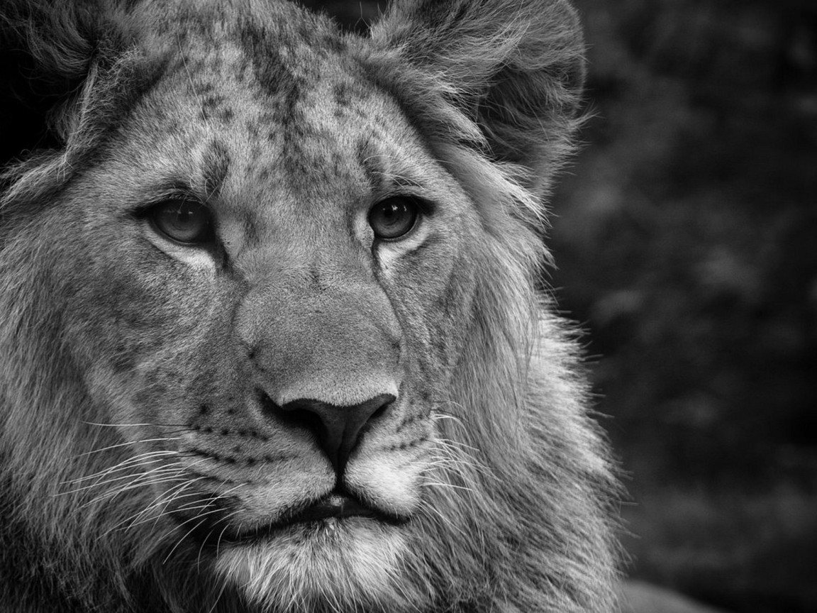 Черно-белый лев