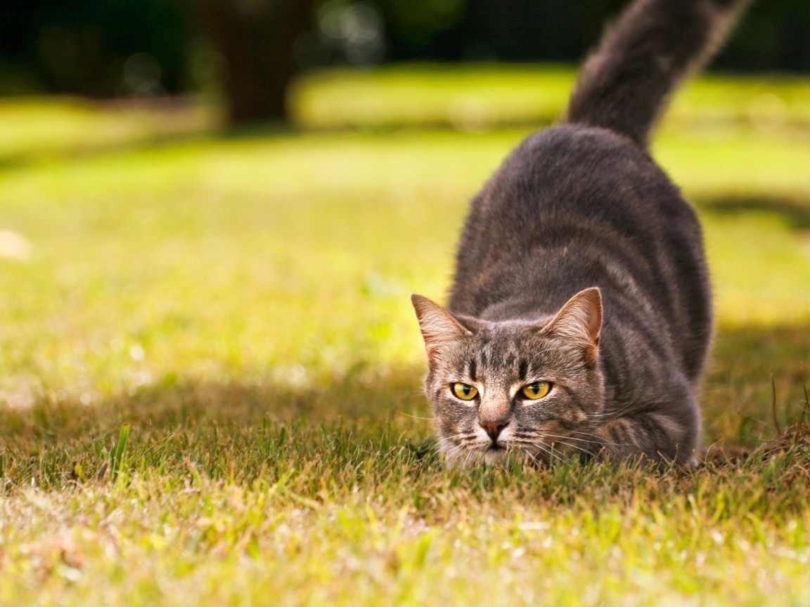 Кот на охоте