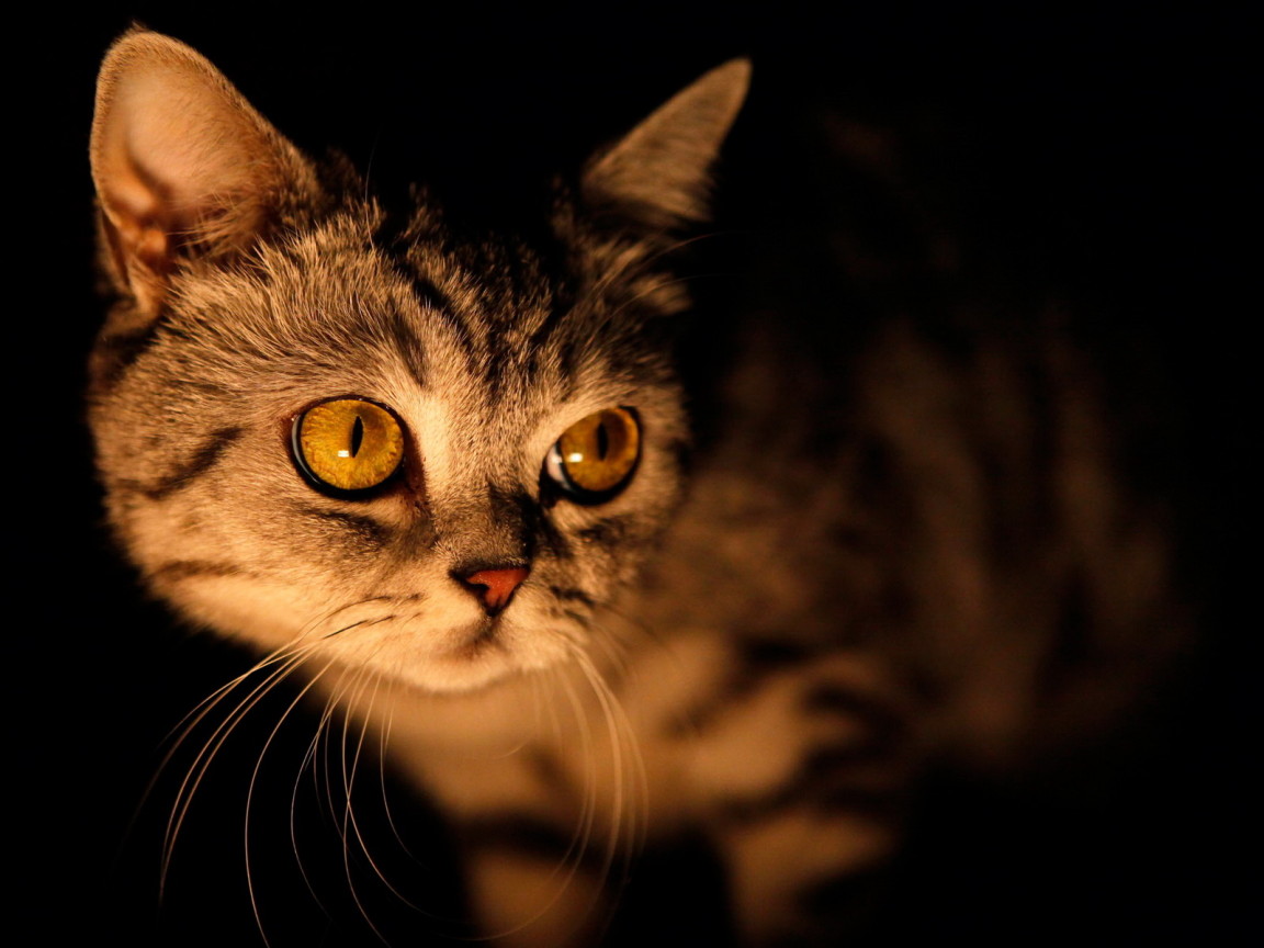 Кошка в ночи