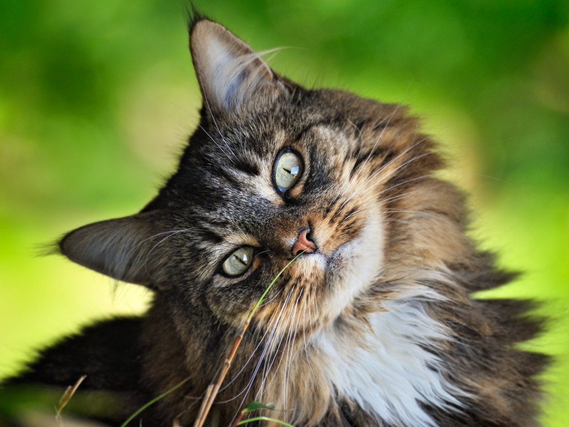 Кошачья мордашка