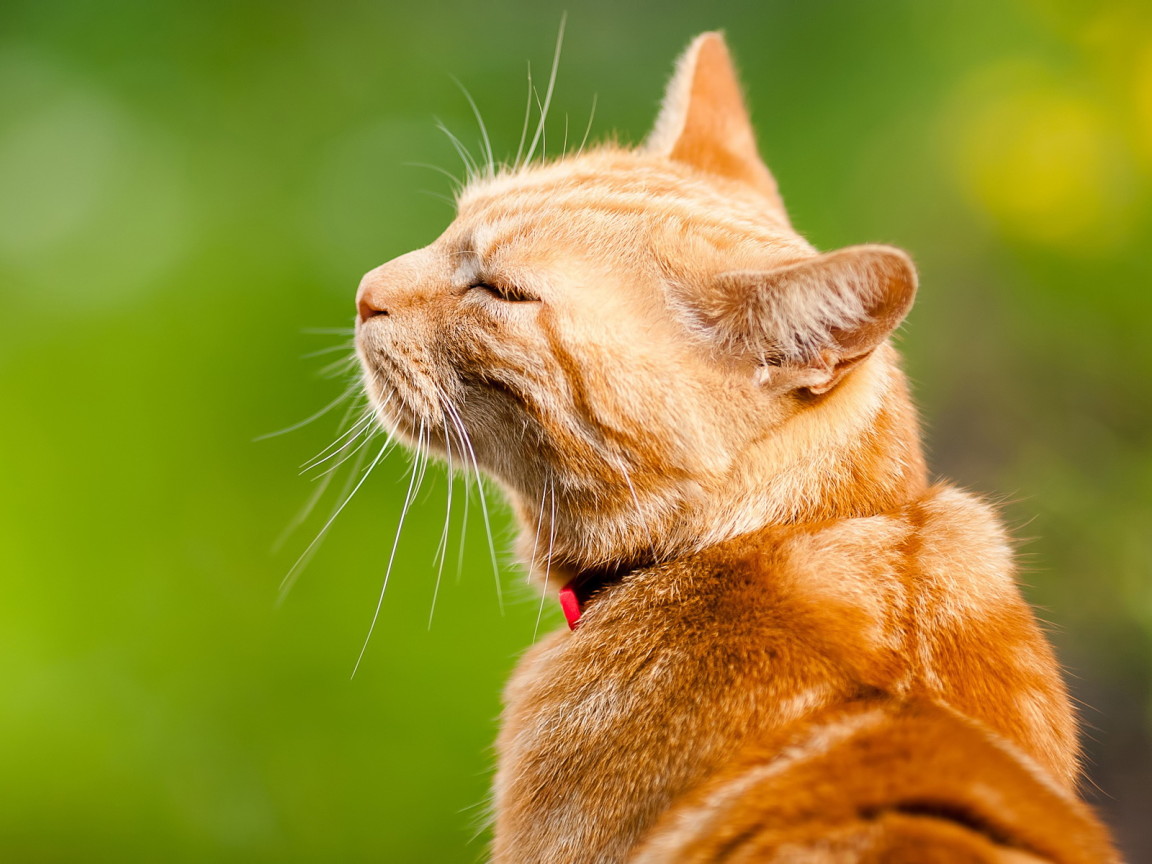 Довольный кот