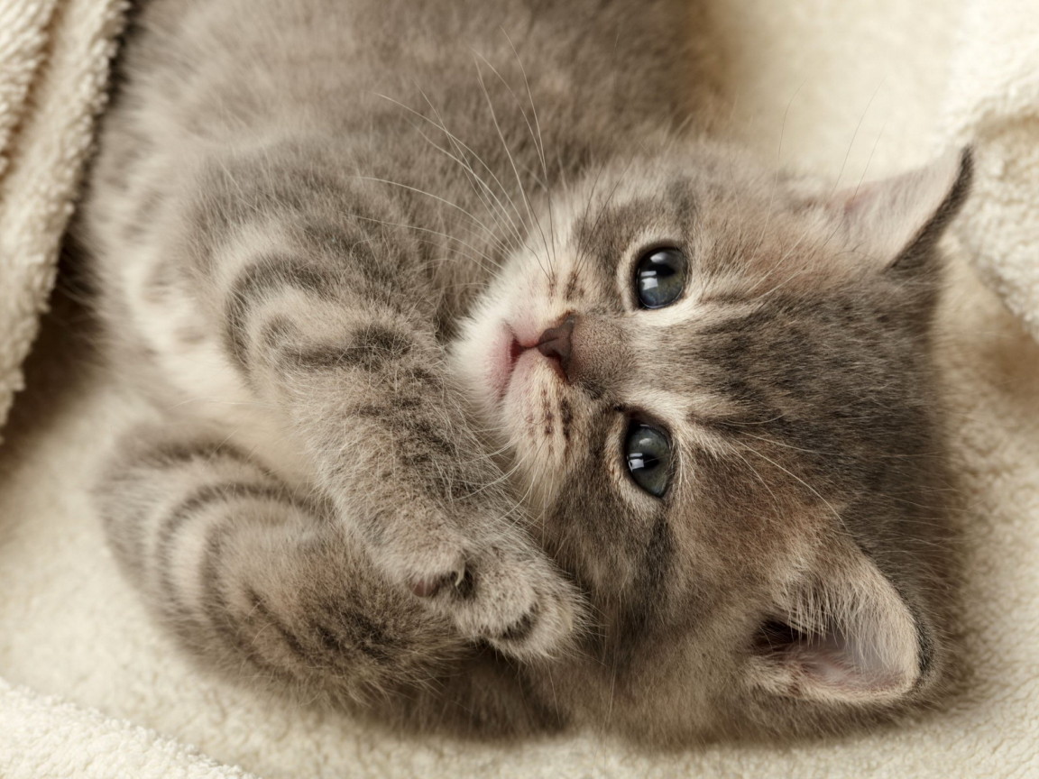 Серый котенок